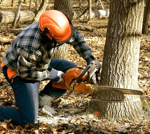 Tree Removal in Saginaw, MI
